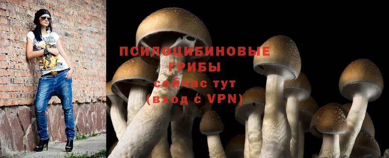 купить закладку  Ленинск  Галлюциногенные грибы Cubensis 